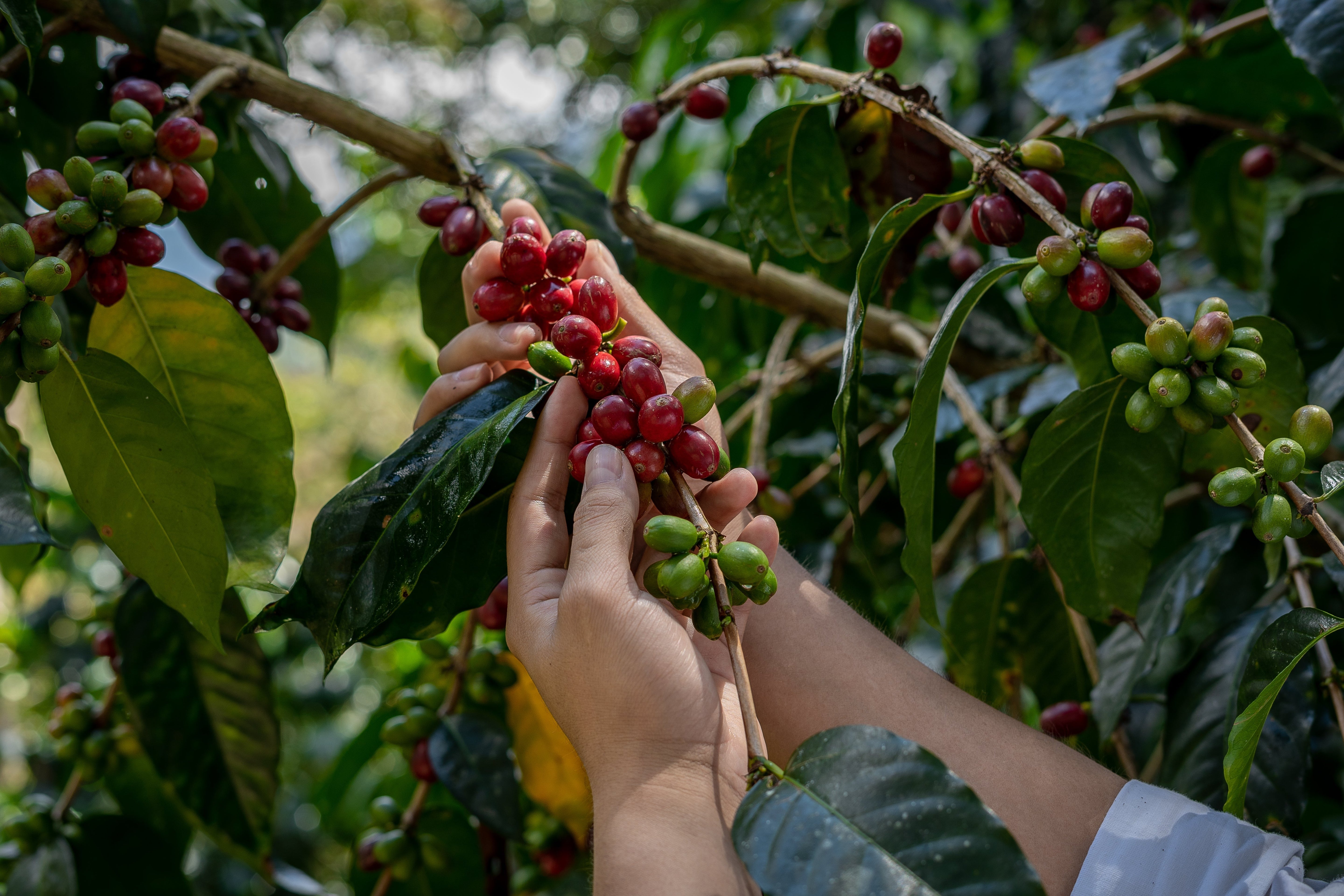 Coffee ABC - A is for Arabica